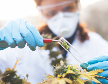 BDO-Malta-Medical-Cannabis